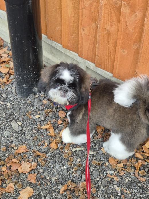 Black and white shih tzu on a red lead, freshly trimmed, standing outside