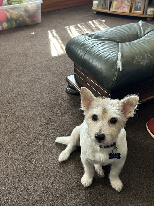 Small white scruffy terrier sitting on a carpet after a tidy-up